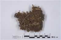 藏品(扁萼蘚屬)的圖片